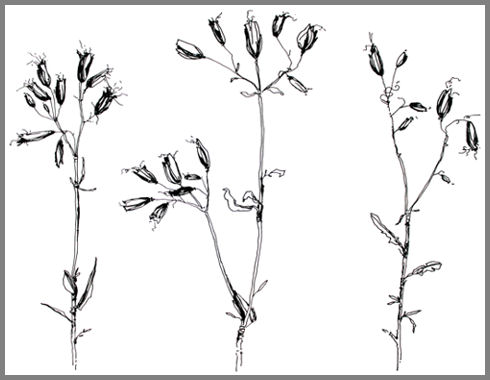 botanische_zeichnung_skizze_pflanzenzeichnung_pflanzenskizze_gemeines_leimkraut_silene_vulgaris
